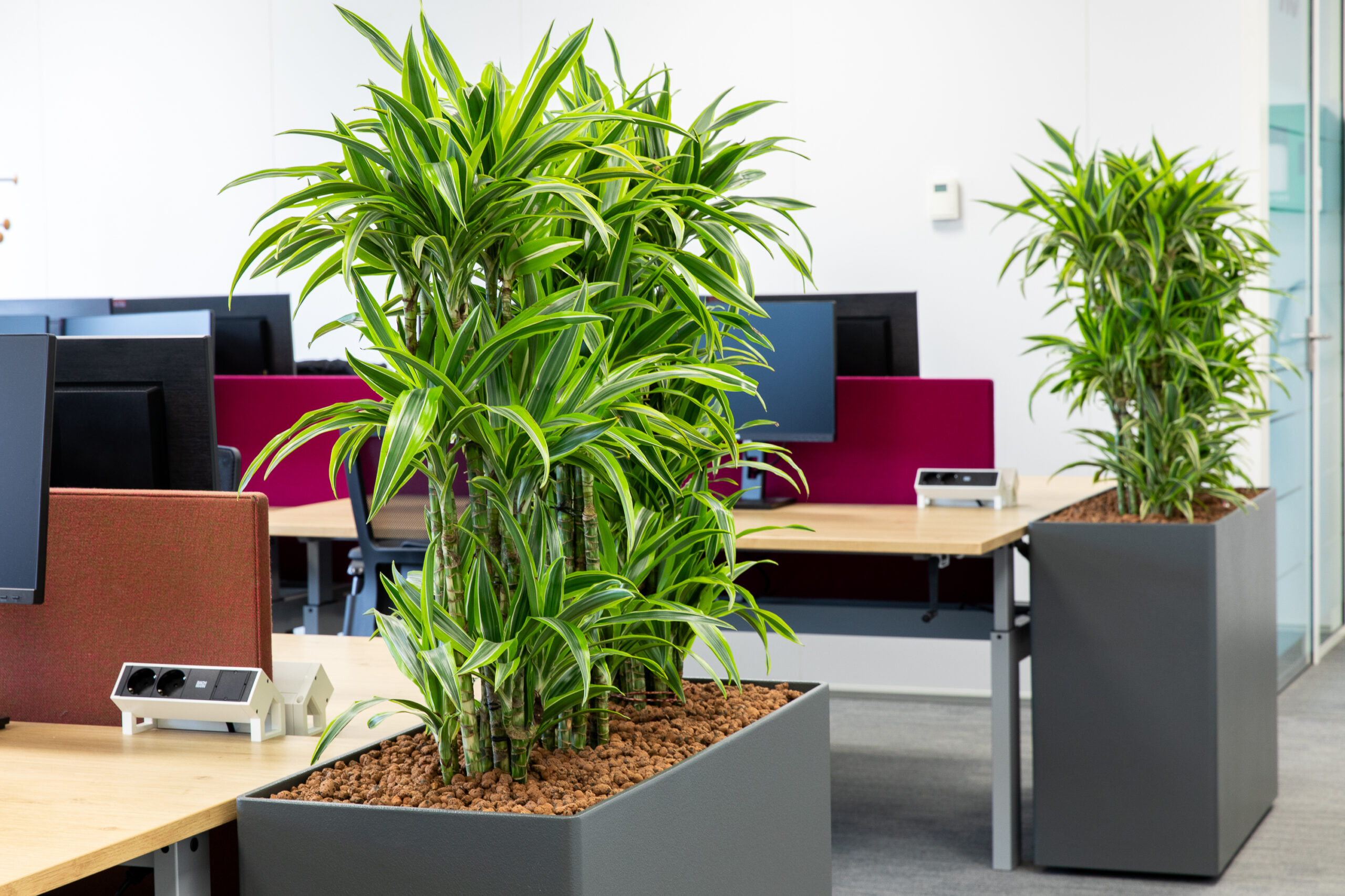 interieurbeplanting bij UW